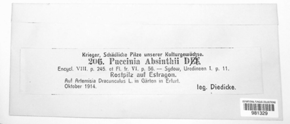 Puccinia absinthii image